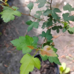 Washington Hawthorn Tree Live Plant – 1 Gallon Pot – Outdoor – 18 in Tall - Image 2