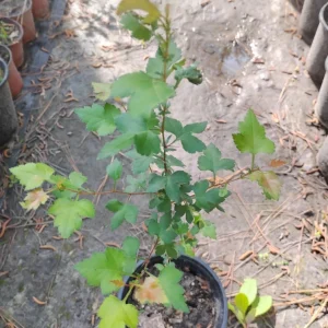 Washington Hawthorn Tree Live Plant – 1 Gallon Pot – Outdoor – 18 in Tall - Image 1