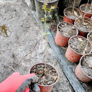 Washington Hawthorn Tree Live Plant - 1 Quart Pot, Outdoor Shade Tree - Image 3