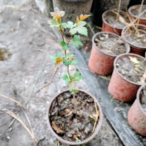 Washington Hawthorn Tree Live Plant - 1 Quart Pot, Outdoor Shade Tree - Image 1
