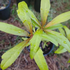 Water Oak Tree Live Plant - 1 Gallon Pot - Quercus nigra - Outdoor - Image 2