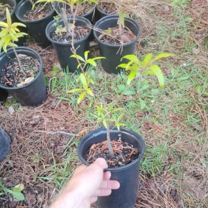 Water Oak Tree Live Plant - 1 Gallon Pot - Quercus nigra - Outdoor - Image 3