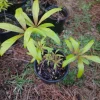 Water Oak Tree Live Plant - 1 Gallon Pot - Quercus nigra - Outdoor - Image 1