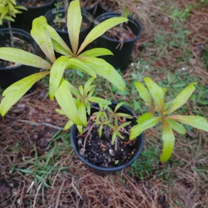 Water Oak Tree Live Plant - 1 Gallon Pot - Quercus nigra - Outdoor - Image 1