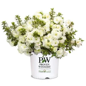 White Azalea Perfecto Mundo Live Plant - Compact Evergreen Shrub, White Flowers, USDA Zones 6-9 - Image 2