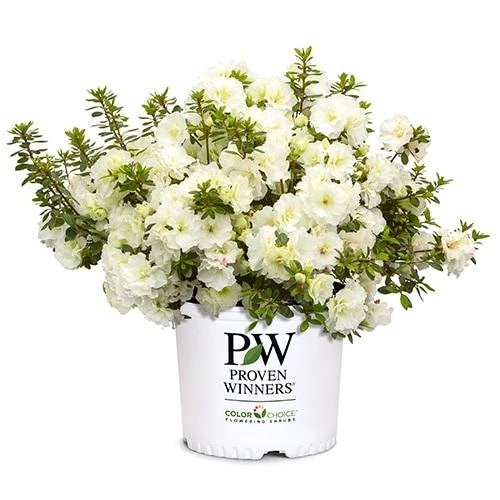 White Azalea Perfecto Mundo Live Plant - Compact Evergreen Shrub, White Flowers, USDA Zones 6-9 - Image 2