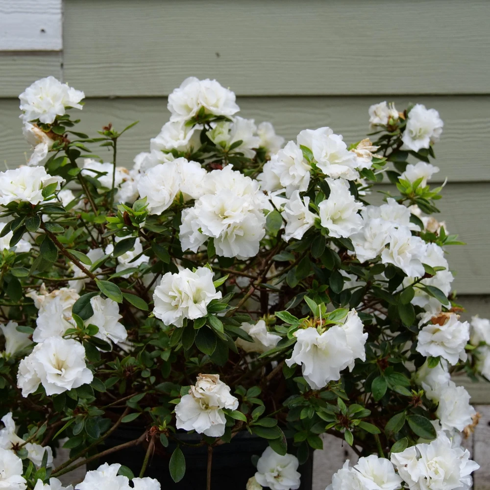 White Azalea Perfecto Mundo Live Plant - Compact Evergreen Shrub, White Flowers, USDA Zones 6-9 - Image 1