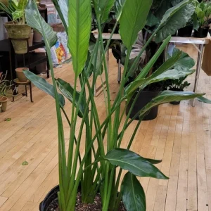 White Bird of Paradise Live Plant - Strelitzia nicolai Tropical Houseplant - Image 2