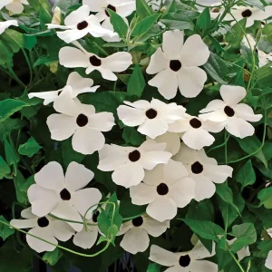 White Black Eyed Susan Vine Live Plant - Climber, White Flowers - Image 2