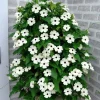 White Black Eyed Susan Vine Live Plant - Climber, White Flowers - Image 1