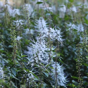 White Cat Whisker Plant Live, Orthosiphon aristatus, Tropical Flower, 2.5x4 inch Pot - Image 2