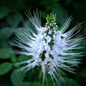 White Cat Whisker Plant Live, Orthosiphon aristatus, Tropical Flower, 2.5x4 inch Pot - Image 1