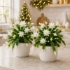 White Christmas Cactus Live Plant Set - 4 Tropical Cacti, 4-8 Inch Tall, Unpotted - Image 1