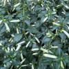 White Cuphea Live Plant - Sugarbells Cigar Flower 6-12 inch Tall - In Bloom - Image 1