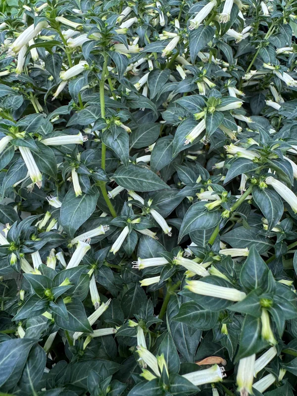White Cuphea Live Plant - Sugarbells Cigar Flower 6-12 inch Tall - In Bloom - Image 1