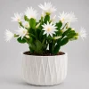 White Easter Cactus Live Plant, 4-8 Inch Houseplant, Rhipsalidopsis gaertneri - Image 1