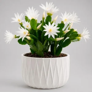 White Easter Cactus Live Plant, 4-8 Inch Houseplant, Rhipsalidopsis gaertneri - Image 1