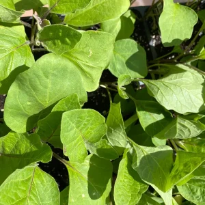 White Eggplant Live Plants - 2 Pack Seedlings, 4-7 inch, Spring Garden - Image 2