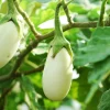 White Eggplant Live Plants - 2 Pack Seedlings, 4-7 inch, Spring Garden - Image 1