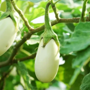 White Eggplant Live Plants - 2 Pack Seedlings, 4-7 inch, Spring Garden - Image 1