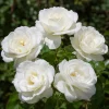 White Floribunda Rose Live Plant – Fragrant, Repeat Blooming, 4-6 Inch Tall - Image 1
