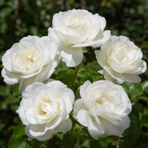 White Floribunda Rose Live Plant – Fragrant, Repeat Blooming, 4-6 Inch Tall - Image 1