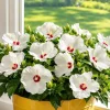 White Hardy Hibiscus Live Plant, Tropical Flowering Shrub, 4-8 Inch Tall, Outdoor - Image 1