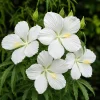 White Hibiscus Live Plant - Tropical Flowering Shrub - 4-8 Inch Tall - Image 1