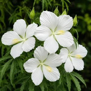 White Hibiscus Live Plant - Tropical Flowering Shrub - 4-8 Inch Tall - Image 1