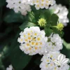White Lantana Live Plant 4-8" – Fragrant Spring Flower for Gardens - Image 1