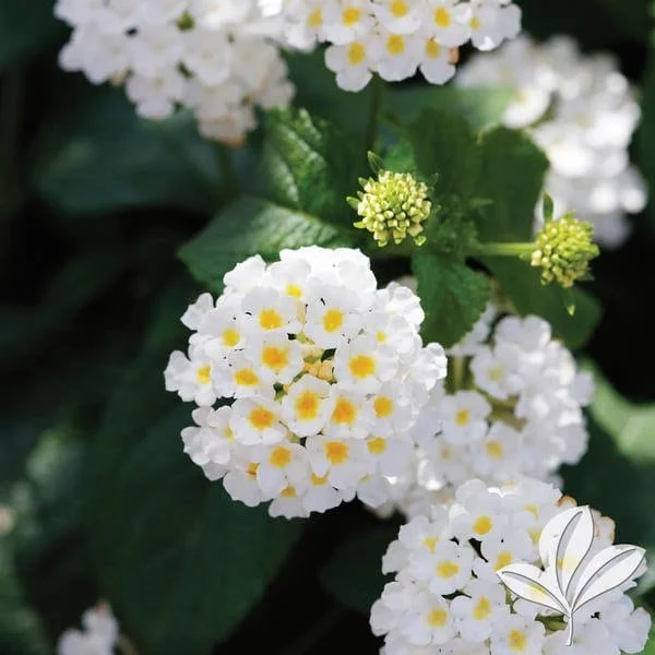 White Lantana Live Plant 4-8" – Fragrant Spring Flower for Gardens - Image 1