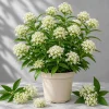 White Milkweed Live Plant – Asclepias Perennial – Set of 2, 4-8 Inch Tall – Outdoor Monarch Host Plant - Image 1