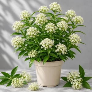 White Milkweed Live Plant – Asclepias Perennial – Set of 2, 4-8 Inch Tall – Outdoor Monarch Host Plant - Image 1
