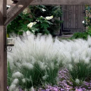 White Muhly Perennial Grass Live Plant - Muhlenbergia Capillaris - 5 Pack - Image 2