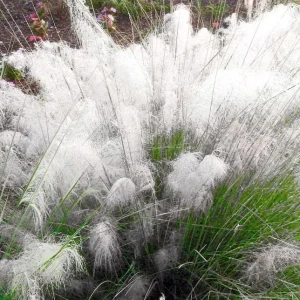 White Muhly Perennial Grass Live Plant - Muhlenbergia Capillaris - 5 Pack - Image 3