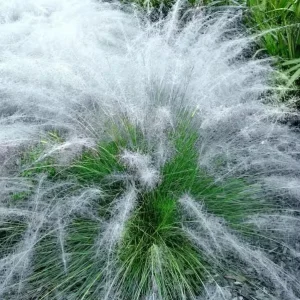 White Muhly Perennial Grass Live Plant - Muhlenbergia Capillaris - 5 Pack - Image 4