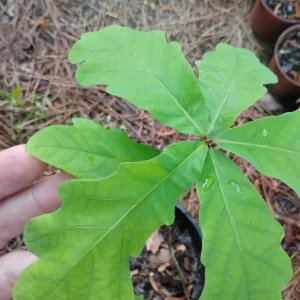 White Oak Tree Live Plant - 1 Gallon Pot - Quercus alba - Outdoor - Image 2
