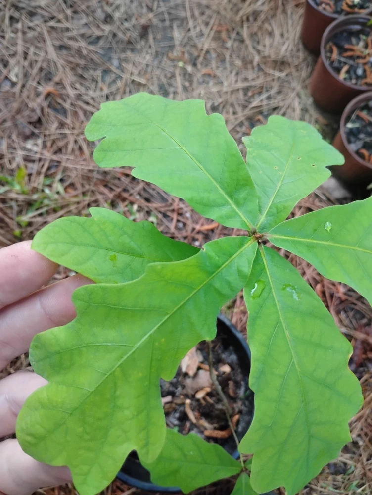 White Oak Tree Live Plant - 1 Gallon Pot - Quercus alba - Outdoor - Image 2