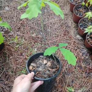 White Oak Tree Live Plant - 1 Gallon Pot - Quercus alba - Outdoor - Image 3