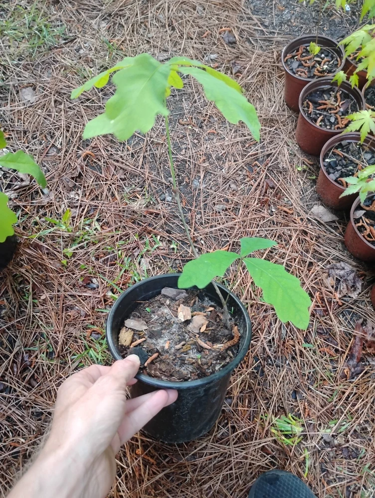White Oak Tree Live Plant - 1 Gallon Pot - Quercus alba - Outdoor - Image 3