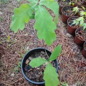 White Oak Tree Live Plant - 1 Gallon Pot - Quercus alba - Outdoor - Image 1
