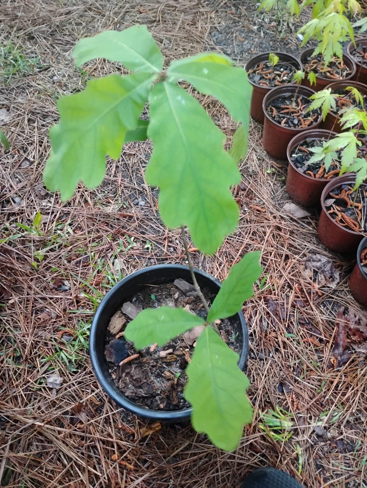 White Oak Tree Live Plant - 1 Gallon Pot - Quercus alba - Outdoor - Image 1