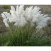 White Pampas Grass Live Plant - Ornamental Perennial, Zones 7-11 - Image 1