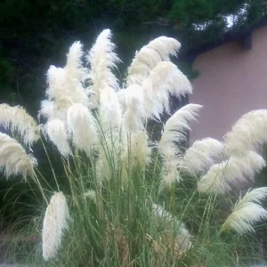 White Pampas Grass Live Plant - Ornamental Perennial, Zones 7-11 - Image 2