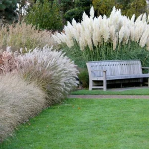 White Pampas Grass Live Plant - Ornamental Perennial, 2.5x4 inch Pot - Image 3