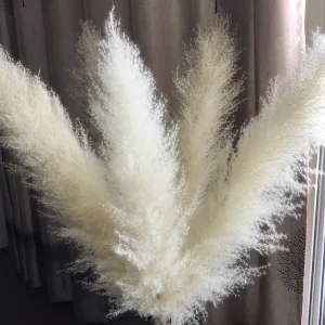 White Pampas Grass Live Plant - Ornamental Perennial, Zones 7-11 - Image 3