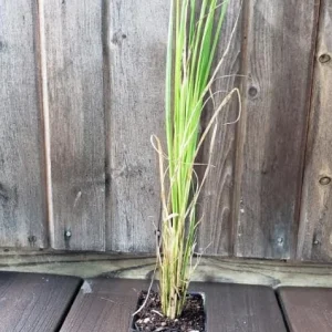 White Pampas Grass Live Plant - Ornamental Perennial, Zones 7-11 - Image 5