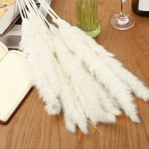 White Pampas Grass Live Plant - Ornamental Perennial, 2.5x4 inch Pot - Image 6