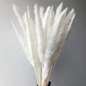 White Pampas Grass Live Plant - Ornamental Perennial, Zones 7-11 - Image 8