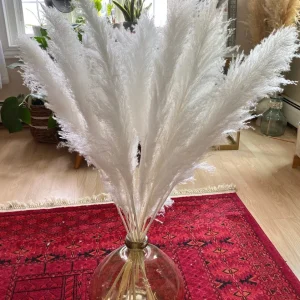 White Pampas Grass Live Plant - Ornamental Perennial, Zones 7-11 - Image 9